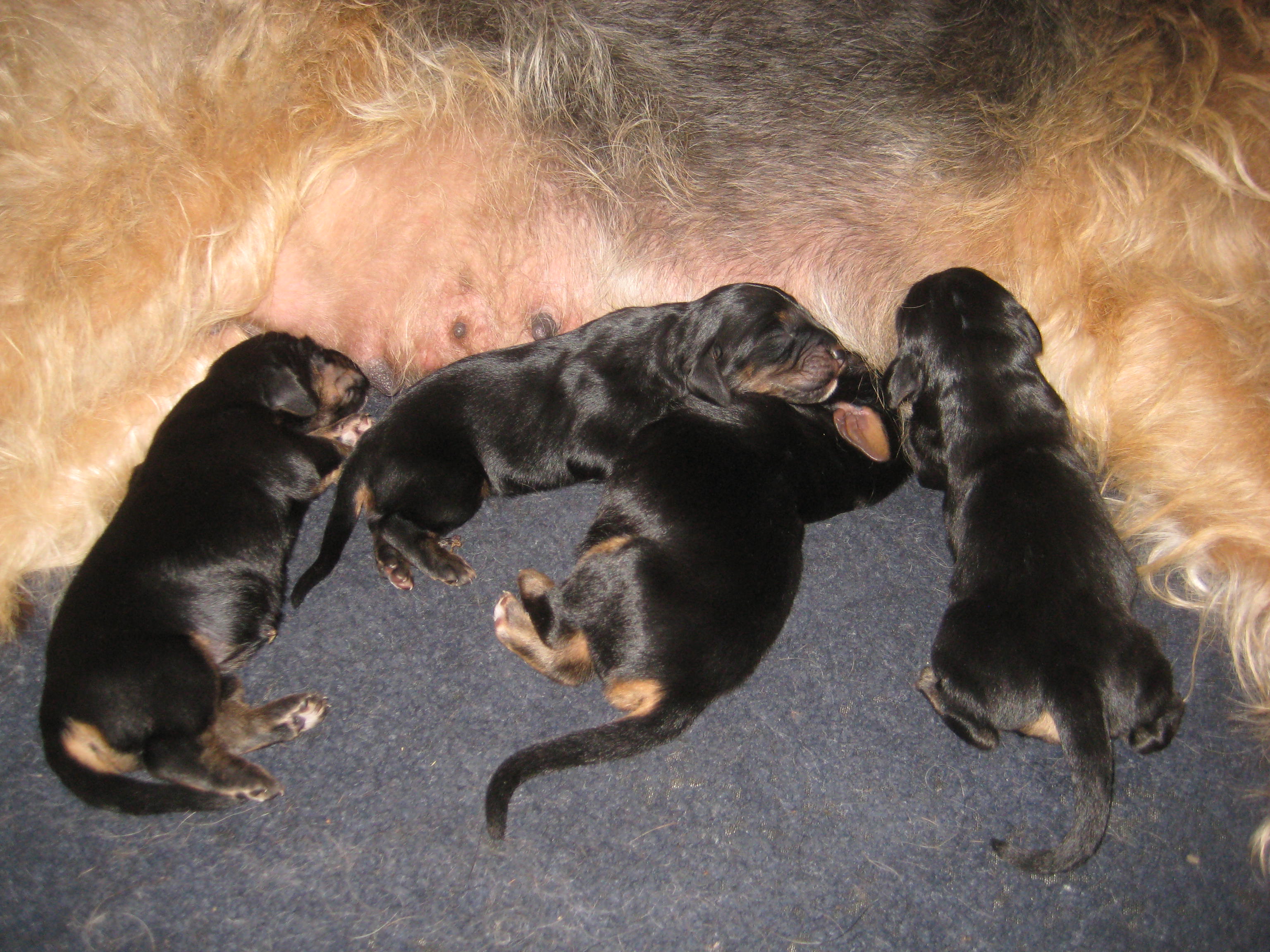 Growing Up Otterhound | Blue Fairy Otterhounds