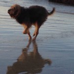 Bella Running at the Beach