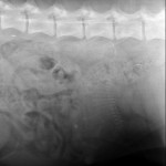 Bella's Puppy X-Ray