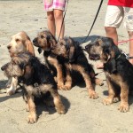 Puppies at the Beach